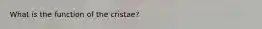 What is the function of the cristae?