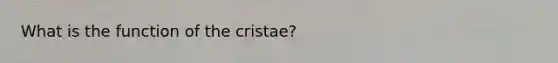 What is the function of the cristae?