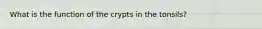 What is the function of the crypts in the tonsils?