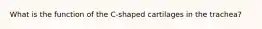 What is the function of the C-shaped cartilages in the trachea?