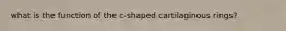 what is the function of the c-shaped cartilaginous rings?