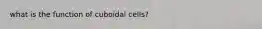 what is the function of cuboidal cells?