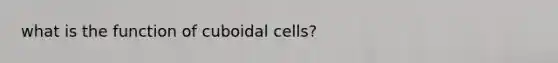 what is the function of cuboidal cells?