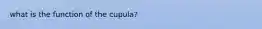 what is the function of the cupula?