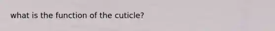 what is the function of the cuticle?