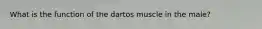 What is the function of the dartos muscle in the male?