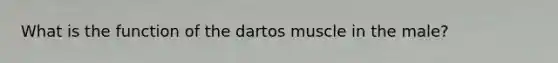 What is the function of the dartos muscle in the male?