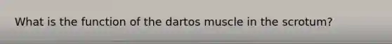 What is the function of the dartos muscle in the scrotum?