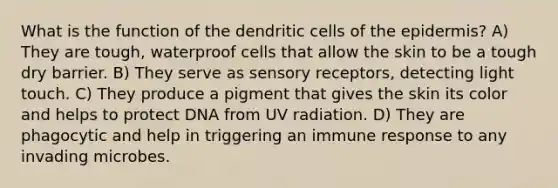 What is the function of the dendritic cells of the epidermis? A) They are tough, waterproof cells that allow the skin to be a tough dry barrier. B) They serve as sensory receptors, detecting light touch. C) They produce a pigment that gives the skin its color and helps to protect DNA from UV radiation. D) They are phagocytic and help in triggering an immune response to any invading microbes.