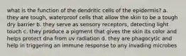 what is the function of the dendritic cells of the epidermis? a. they are tough, waterproof cells that allow the skin to be a tough dry barrier b. they serve as sensory receptors, detecting light touch c. they produce a pigment that gives the skin its color and helps protect dna from uv radiation d. they are phagocytic and help in triggering an immune response to any invading microbes