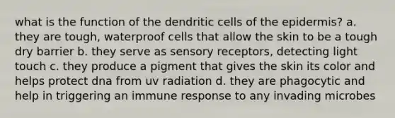 what is the function of the dendritic cells of the epidermis? a. they are tough, waterproof cells that allow the skin to be a tough dry barrier b. they serve as sensory receptors, detecting light touch c. they produce a pigment that gives the skin its color and helps protect dna from uv radiation d. they are phagocytic and help in triggering an immune response to any invading microbes