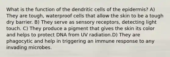 What is the function of the dendritic cells of the epidermis? A) They are tough, waterproof cells that allow the skin to be a tough dry barrier. B) They serve as sensory receptors, detecting light touch. C) They produce a pigment that gives the skin its color and helps to protect DNA from UV radiation.D) They are phagocytic and help in triggering an immune response to any invading microbes.