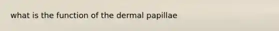 what is the function of the dermal papillae