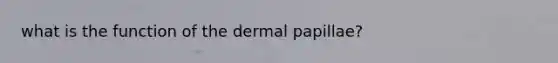 what is the function of the dermal papillae?