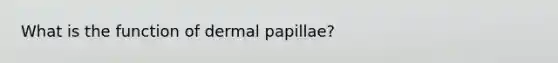 What is the function of dermal papillae?