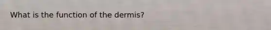 What is the function of the dermis?