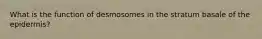 What is the function of desmosomes in the stratum basale of the epidermis?