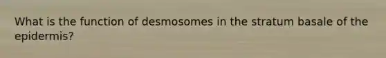 What is the function of desmosomes in the stratum basale of the epidermis?