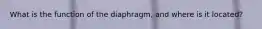 What is the function of the diaphragm, and where is it located?