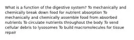 What is a function of the digestive system? To mechanically and chemically break down food for nutrient absorption To mechanically and chemically assemble food from absorbed nutrients To circulate nutrients throughout the body To send cellular debris to lysosomes To build macromolecules for tissue repair