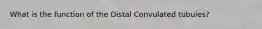 What is the function of the Distal Convulated tubules?