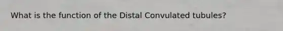 What is the function of the Distal Convulated tubules?