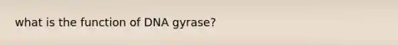 what is the function of DNA gyrase?