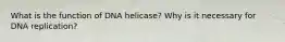 What is the function of DNA helicase? Why is it necessary for DNA replication?