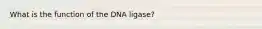 What is the function of the DNA ligase?