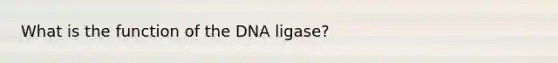 What is the function of the DNA ligase?