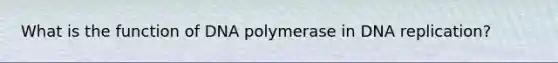 What is the function of DNA polymerase in DNA replication?