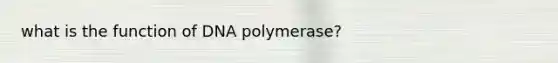 what is the function of DNA polymerase?