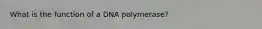 What is the function of a DNA polymerase?