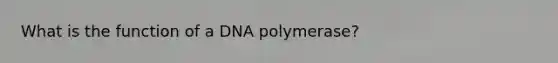 What is the function of a DNA polymerase?