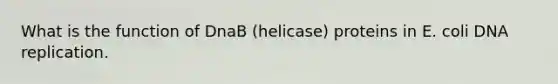 What is the function of DnaB (helicase) proteins in E. coli DNA replication.