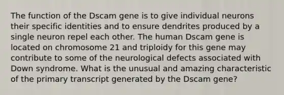 The function of the Dscam gene is to give individual neurons their specific identities and to ensure dendrites produced by a single neuron repel each other. The human Dscam gene is located on chromosome 21 and triploidy for this gene may contribute to some of the neurological defects associated with Down syndrome. What is the unusual and amazing characteristic of the primary transcript generated by the Dscam gene?