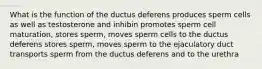 What is the function of the ductus deferens produces sperm cells as well as testosterone and inhibin promotes sperm cell maturation, stores sperm, moves sperm cells to the ductus deferens stores sperm, moves sperm to the ejaculatory duct transports sperm from the ductus deferens and to the urethra