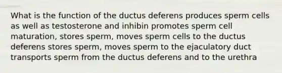 What is the function of the ductus deferens produces sperm cells as well as testosterone and inhibin promotes sperm cell maturation, stores sperm, moves sperm cells to the ductus deferens stores sperm, moves sperm to the ejaculatory duct transports sperm from the ductus deferens and to the urethra