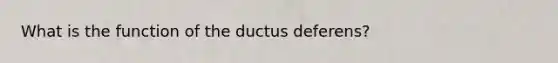 What is the function of the ductus deferens?