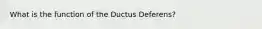 What is the function of the Ductus Deferens?