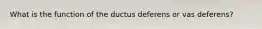 What is the function of the ductus deferens or vas deferens?