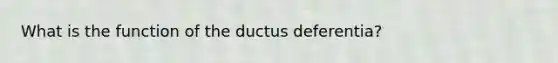 What is the function of the ductus deferentia?