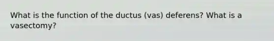 What is the function of the ductus (vas) deferens? What is a vasectomy?