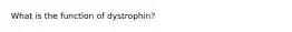 What is the function of dystrophin?