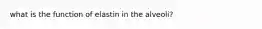 what is the function of elastin in the alveoli?