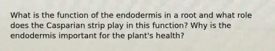 What is the function of the endodermis in a root and what role does the Casparian strip play in this function? Why is the endodermis important for the plant's health?