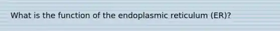 What is the function of the endoplasmic reticulum (ER)?