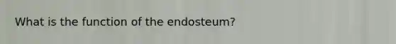 What is the function of the endosteum?