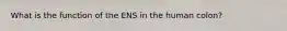 What is the function of the ENS in the human colon?