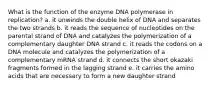 What is the function of the enzyme DNA polymerase in replication? a. it unwinds the double helix of DNA and separates the two strands b. it reads the sequence of nucleotides on the parental strand of DNA and catalyzes the polymerization of a complementary daughter DNA strand c. it reads the codons on a DNA molecule and catalyzes the polymerization of a complementary mRNA strand d. it connects the short okazaki fragments formed in the lagging strand e. it carries the amino acids that are necessary to form a new daughter strand